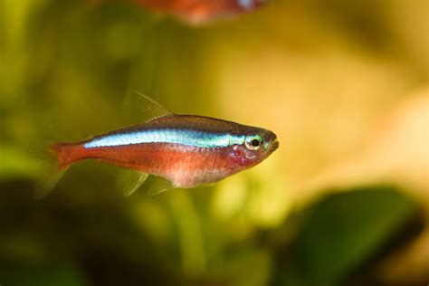 燈魚 混養|紅蓮燈魚養護指南：10個技巧讓你打造完美的霓虹水族。